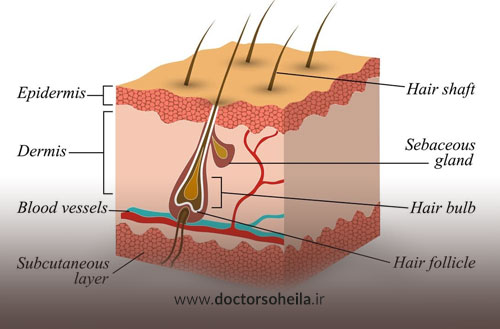 تقویت فولیکول مو با روش های طبیعی و علمی برای بهبود رشد مو
